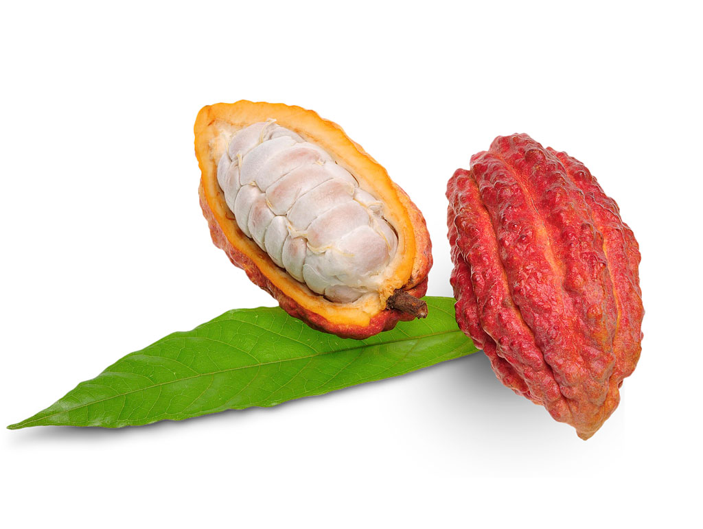 Barth Fruit Kakaofrucht 